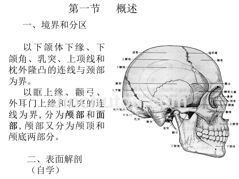 局部解剖学头部概要_第2页