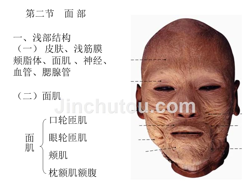 局部解剖学头部概要_第3页