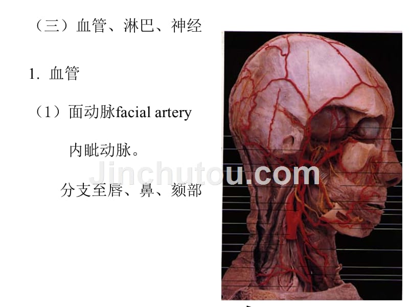 局部解剖学头部概要_第4页