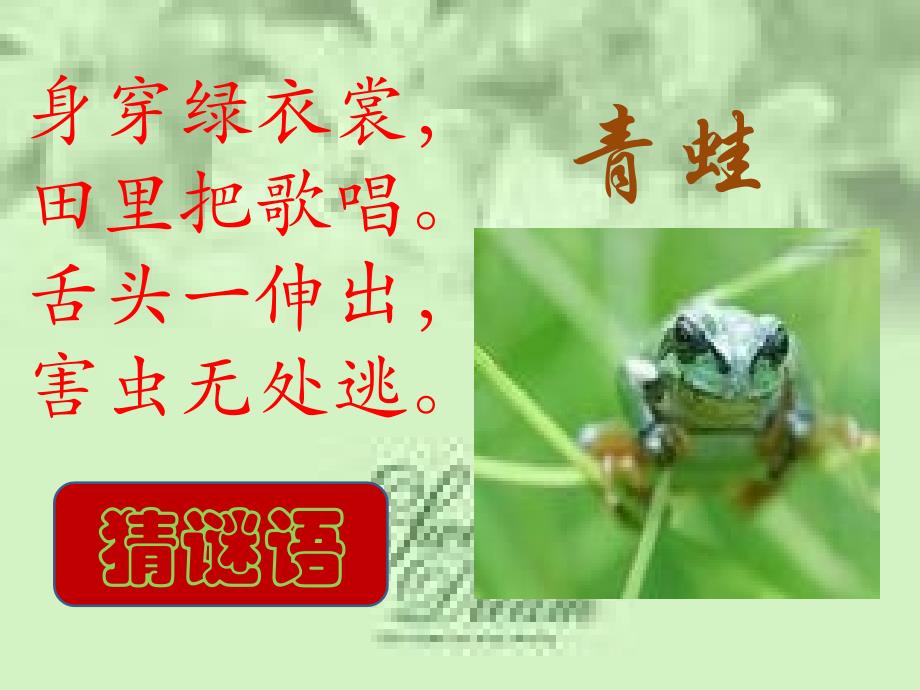 北师大版二年级下语文《青蛙与蜻蜓》_第1页