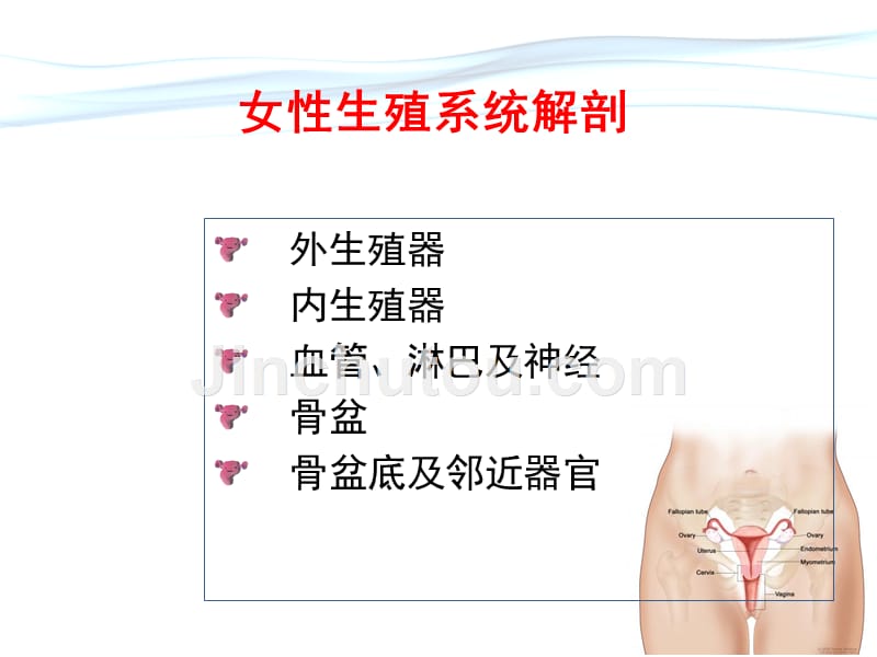 正常分娩机制汇总_第3页