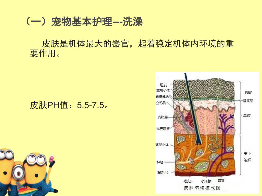 宠物的基本护理_第4页