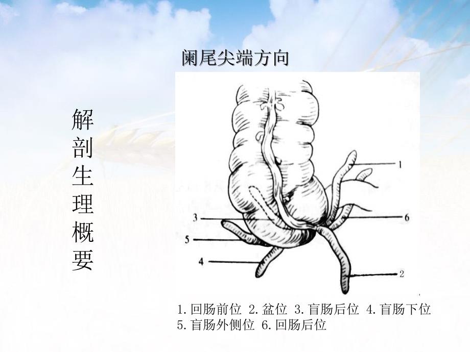 第三十六章阑尾疾病_第4页