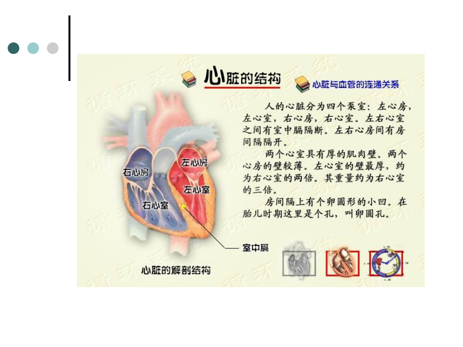 人体生理学.第四章血液循环（上）心脏生理_第4页