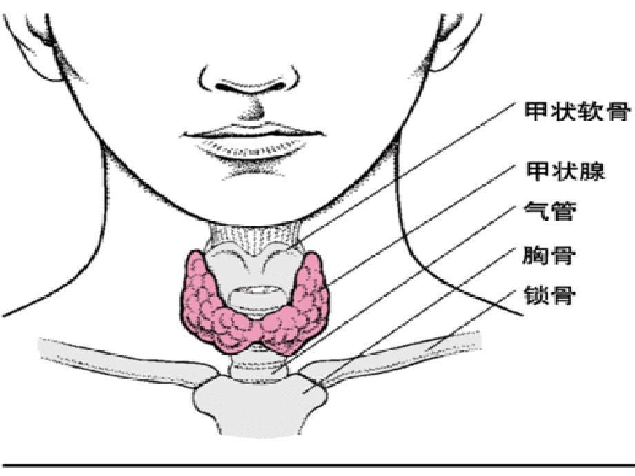 甲状腺疾病护理-_第4页