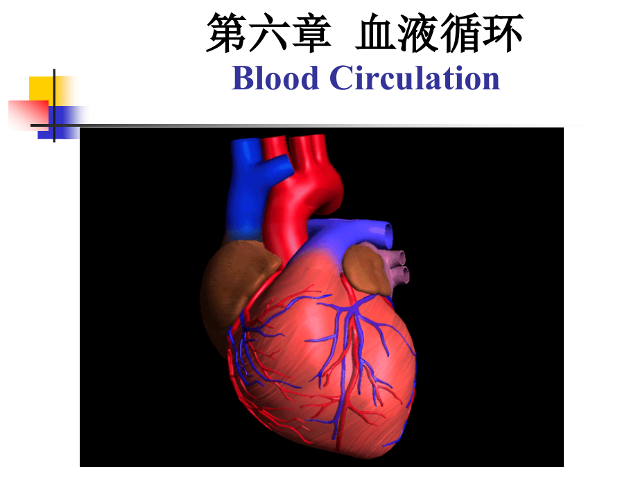 中国药科大学人体解剖生理学课件第六章.血液循环_第1页