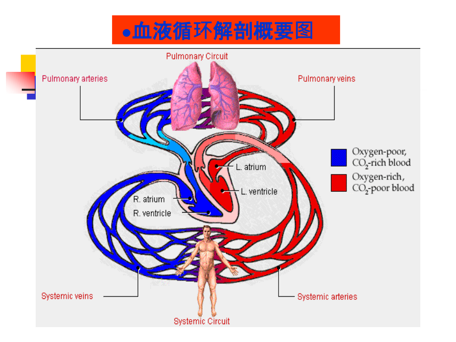 中国药科大学人体解剖生理学课件第六章.血液循环_第3页
