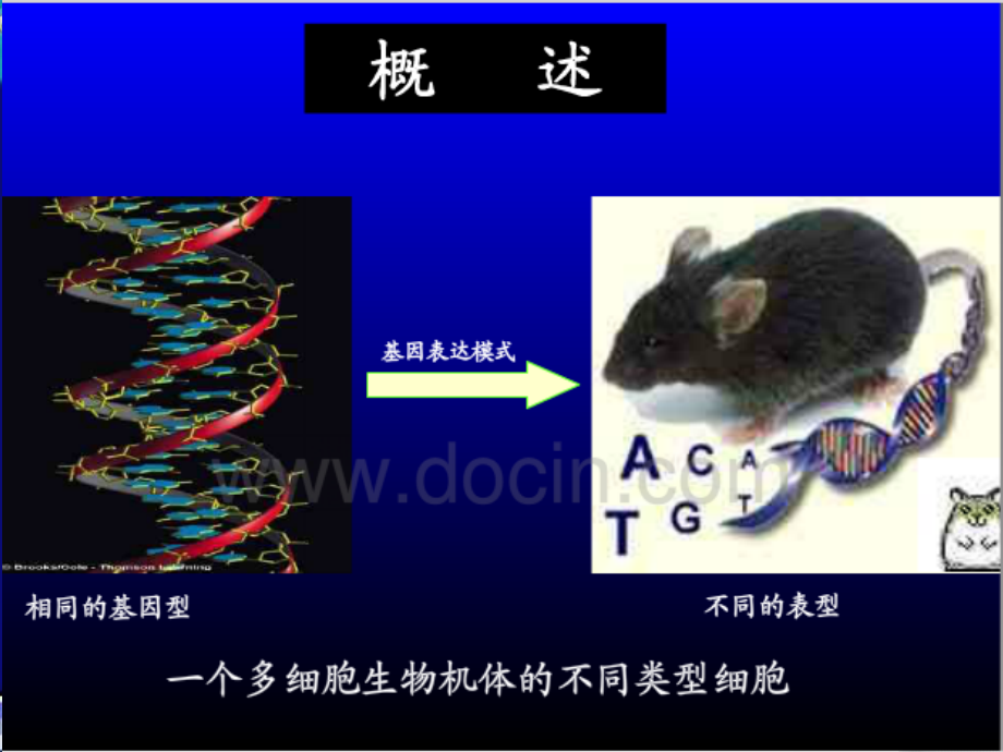 第九章表观遗传学概要_第3页