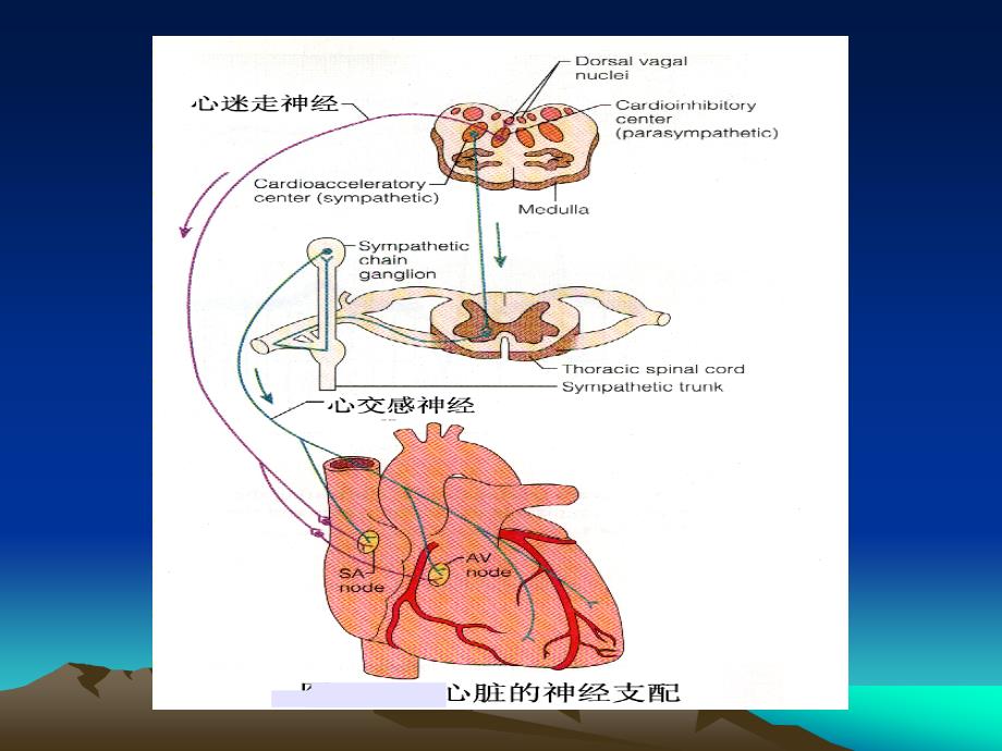 人体生理学 06血液循环（3）_第3页