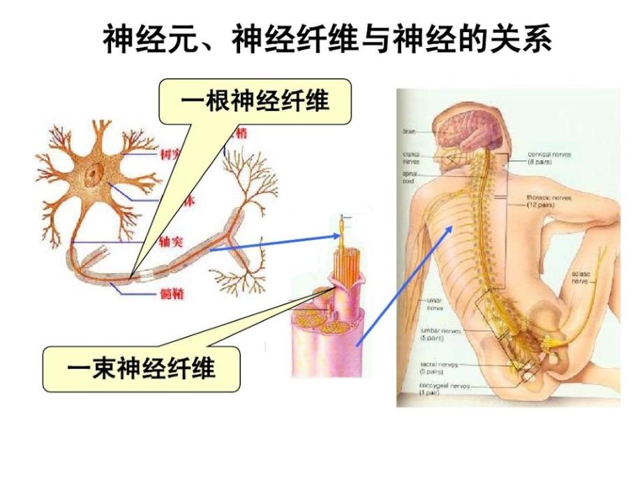 生物一轮复习通过神经系统的调节2017_第4页