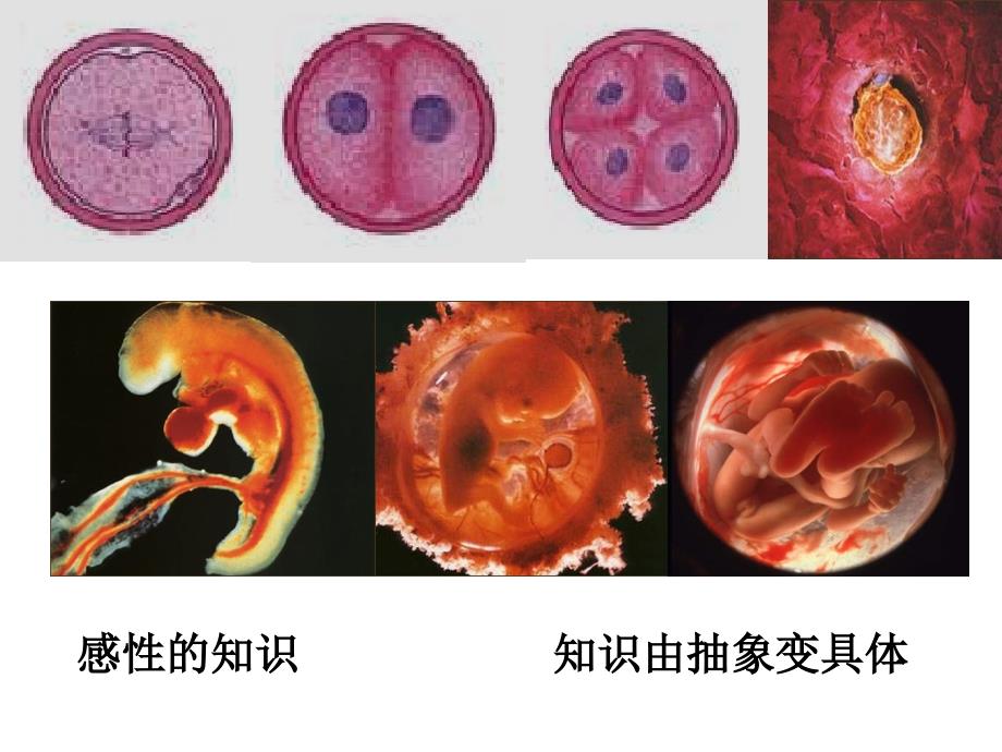 高中生物必修一6.2-细胞的分化-ppt课件_第3页