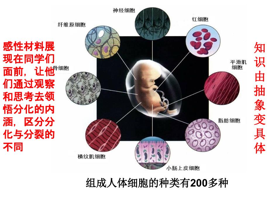 高中生物必修一6.2-细胞的分化-ppt课件_第4页