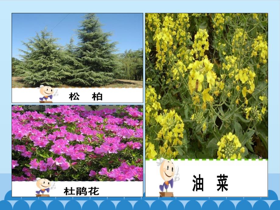 四年级上册科学课件- 8 植物的身体（青岛版六年制） (共9张PPT)_第4页