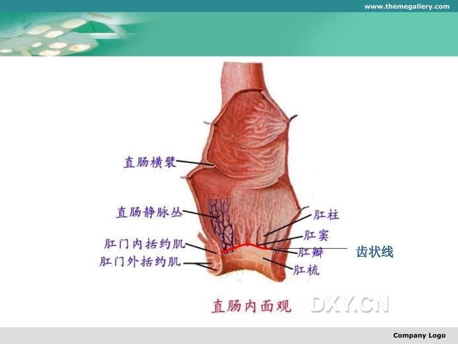 直肠癌根治手术剖析_第5页