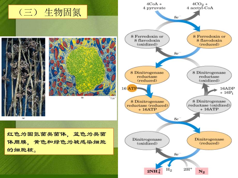 王镜岩-生物化学-经典课件氨基酸合成_第4页