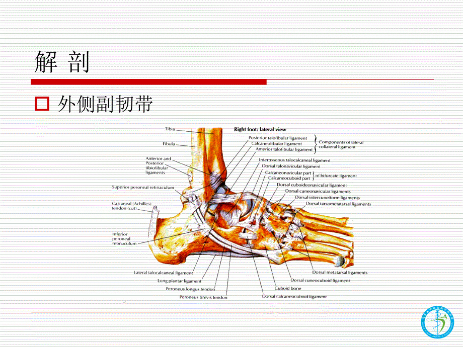 踝关节韧带损伤与修复讲义_第3页