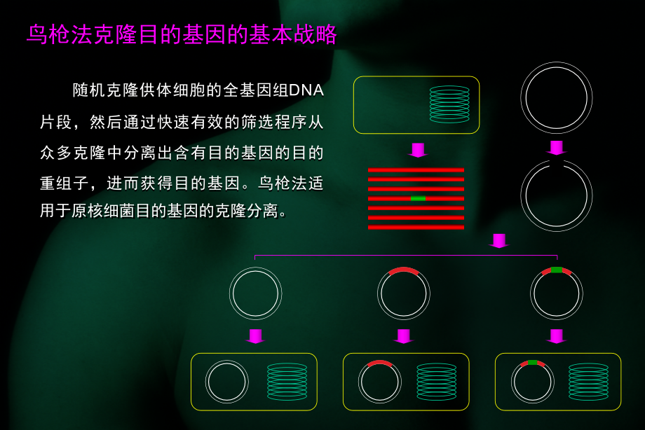 重组dna技术与基因工程(4)_第4页
