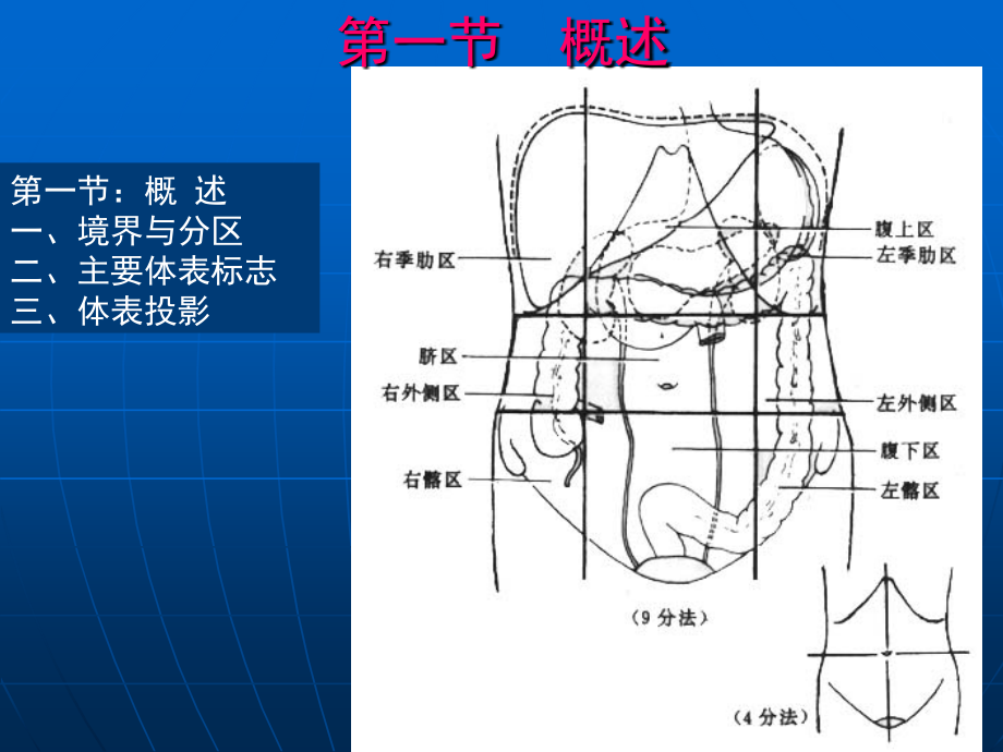 腹部解剖--精美_第3页