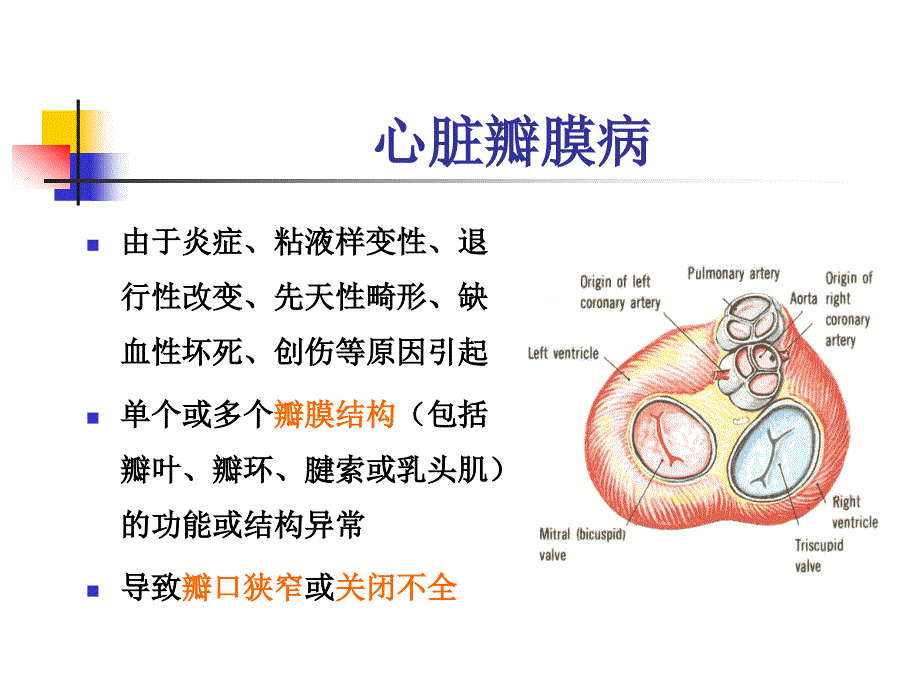 心脏瓣膜病诊断与治疗_第2页