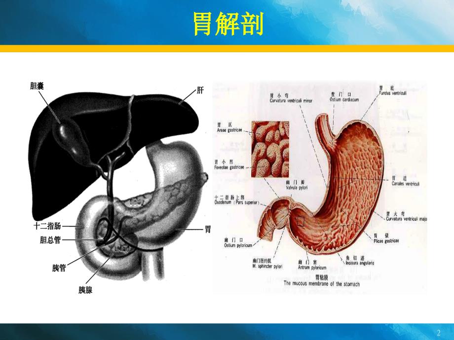 急性胃炎、慢性胃炎诊疗 新、全、美_第2页