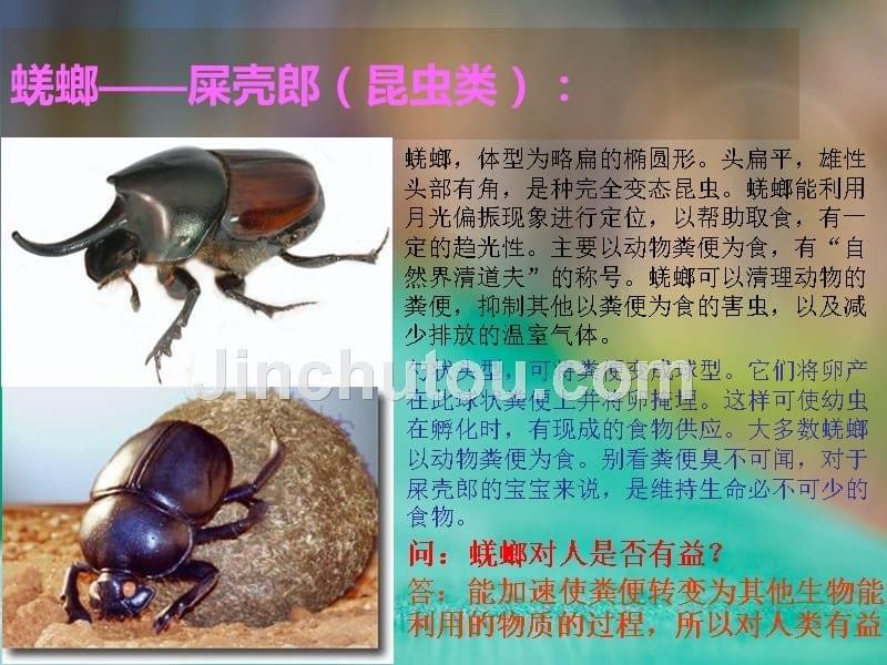 生物学第五单元 土壤动物_第5页