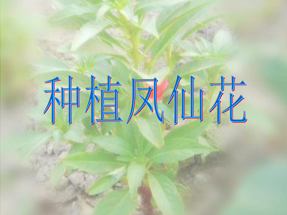 三年级下册科学课件-1.2 种植我们的植物｜教科版 (共20张PPT)(1)_第1页