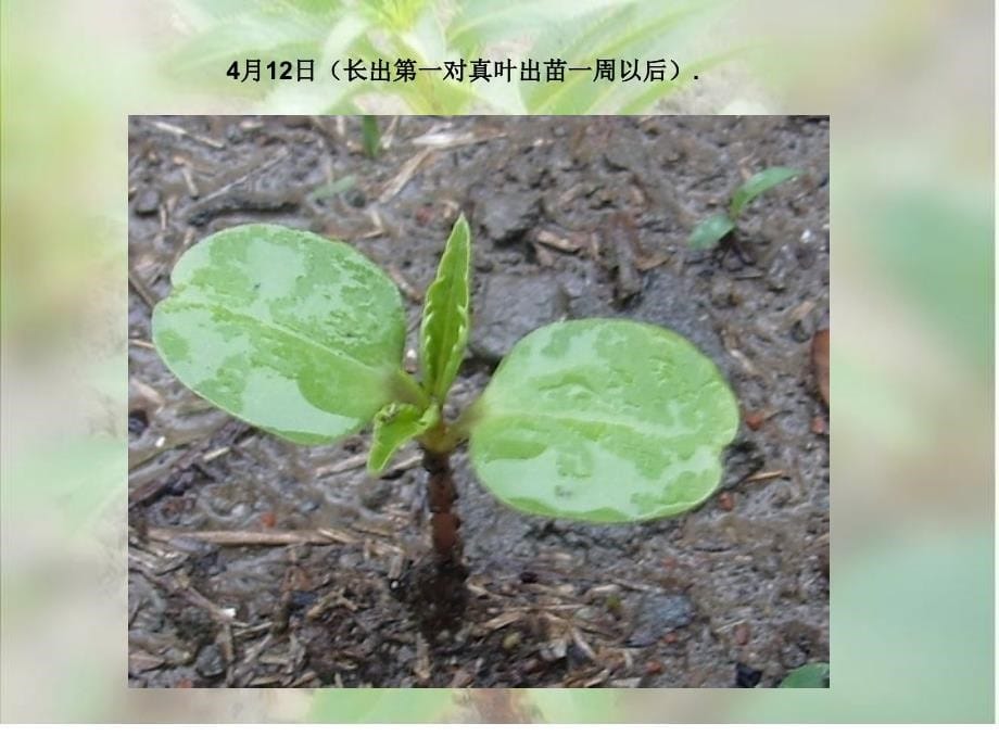 三年级下册科学课件-1.2 种植我们的植物｜教科版 (共20张PPT)(1)_第5页