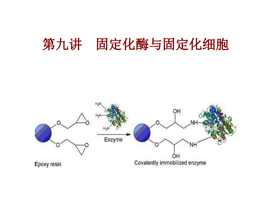 酶与蛋白质工程第9章固定化酶与固定化细胞_第1页