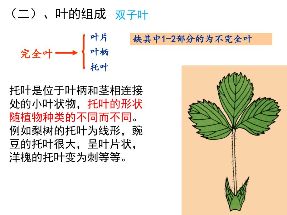 植物的营养器官—叶(上课版)_第3页