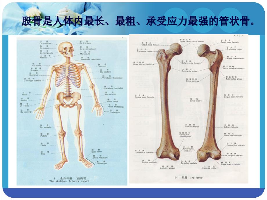 股骨骨折护理[2]_第4页