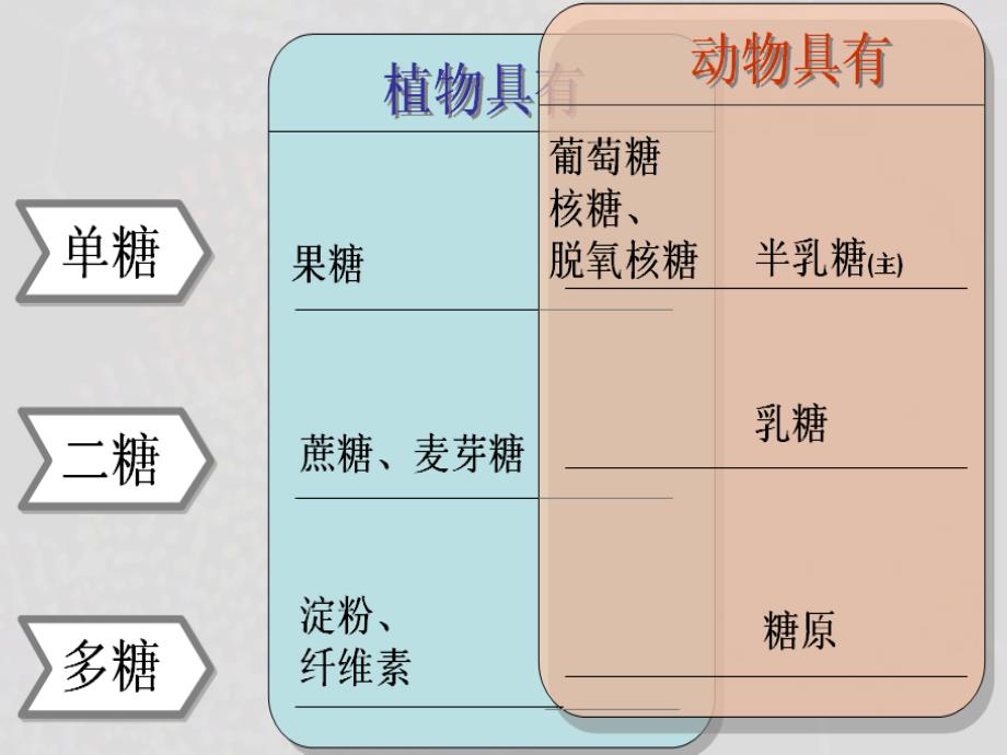 1-2-4细胞中的糖类和脂质概要_第4页