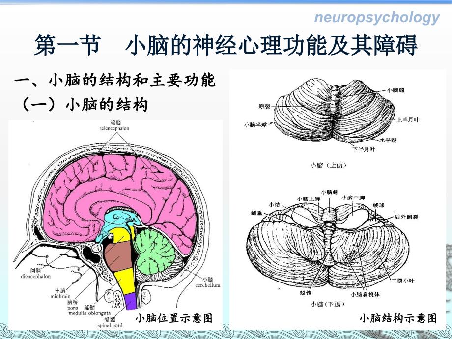 小脑、丘脑和基底节神经心理功能_第3页