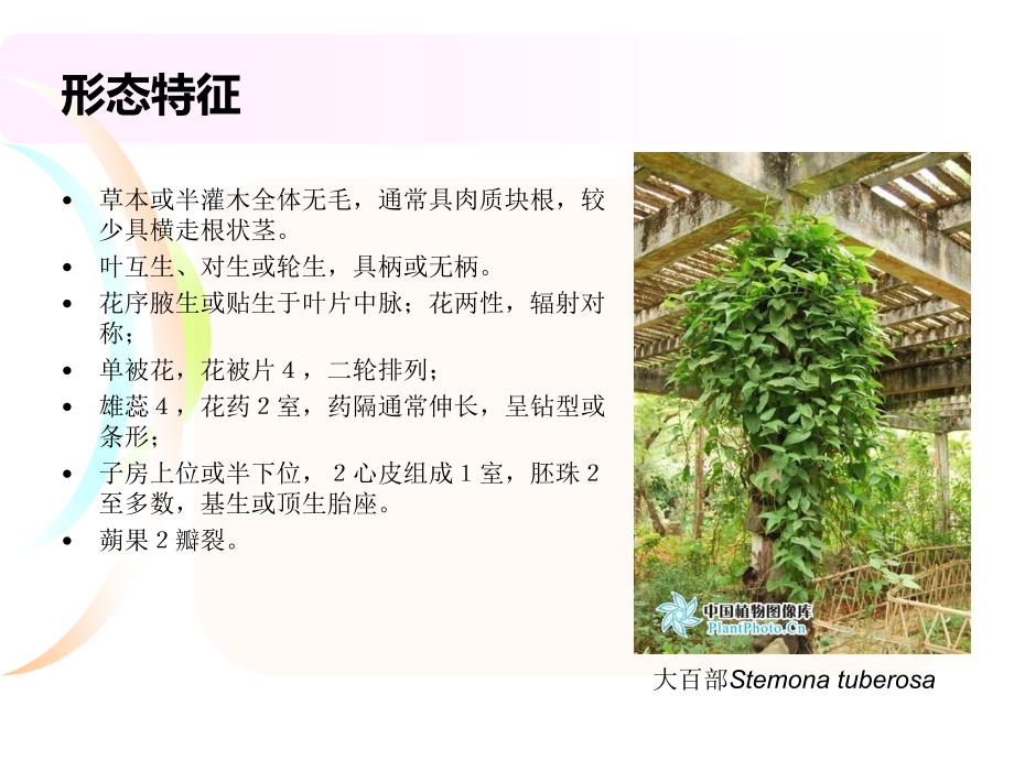 百部科stemonaceae_第3页