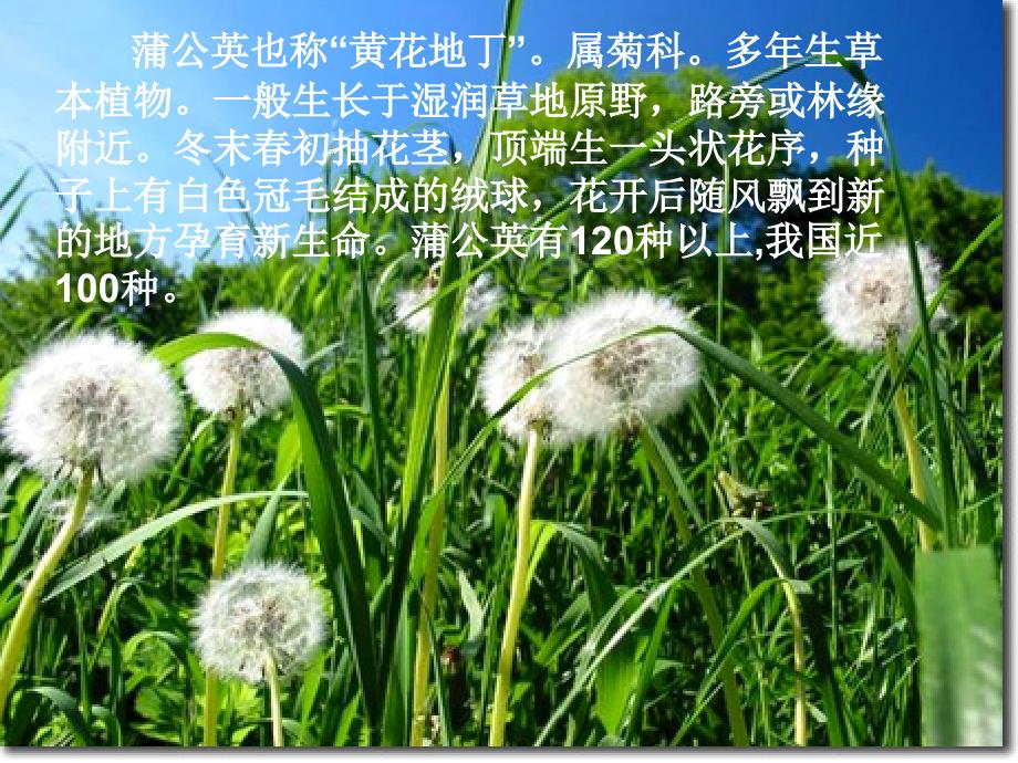 苏教版三年级语文上册《蒲公英》ppt_第3页