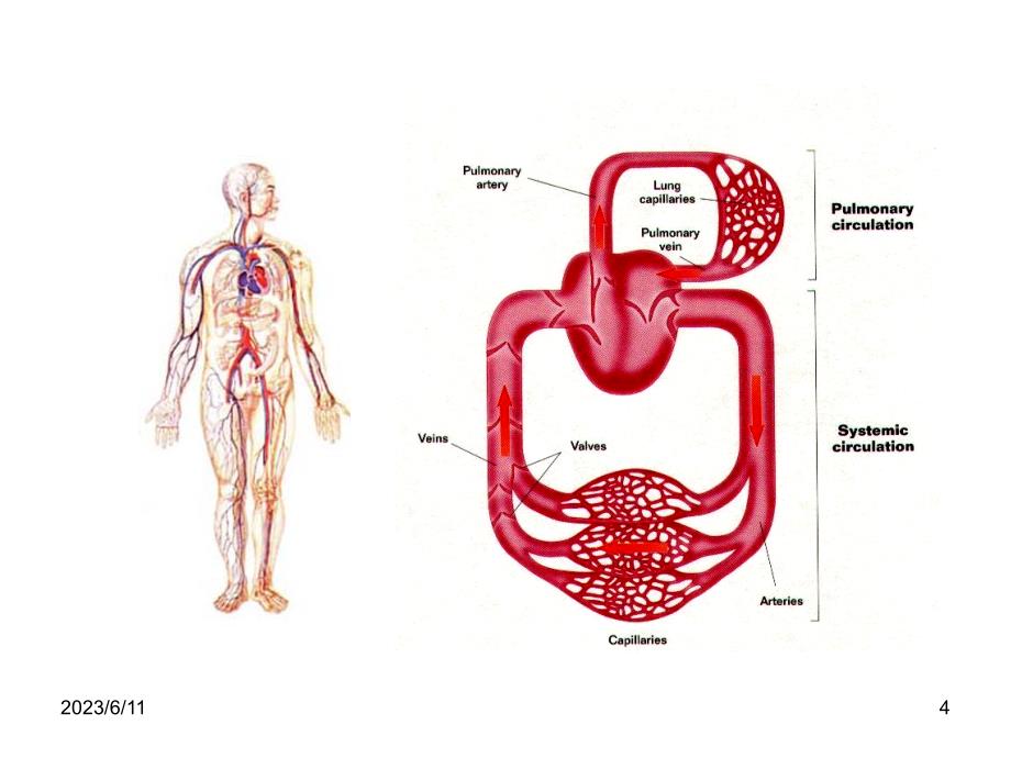 兽医内科学第三章-心血管系统疾病_第4页