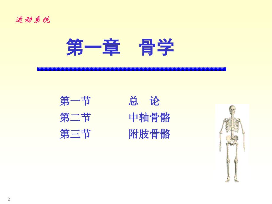 人体解剖学骨学：颅骨-躯干骨-四肢骨等_第2页