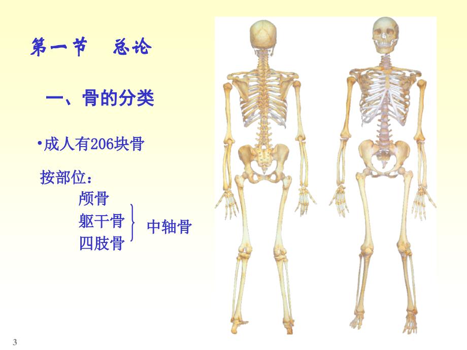 人体解剖学骨学：颅骨-躯干骨-四肢骨等_第3页