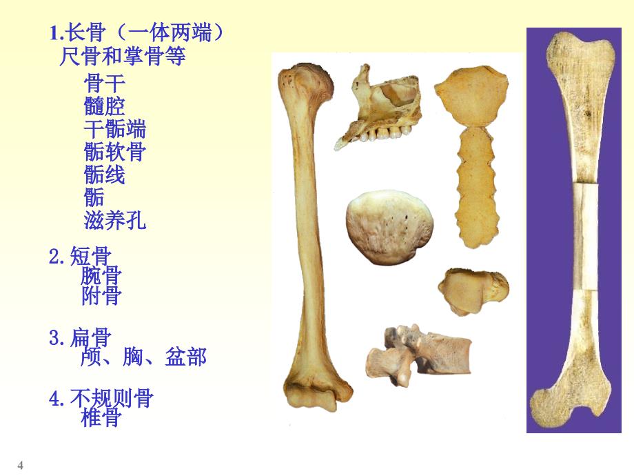 人体解剖学骨学：颅骨-躯干骨-四肢骨等_第4页