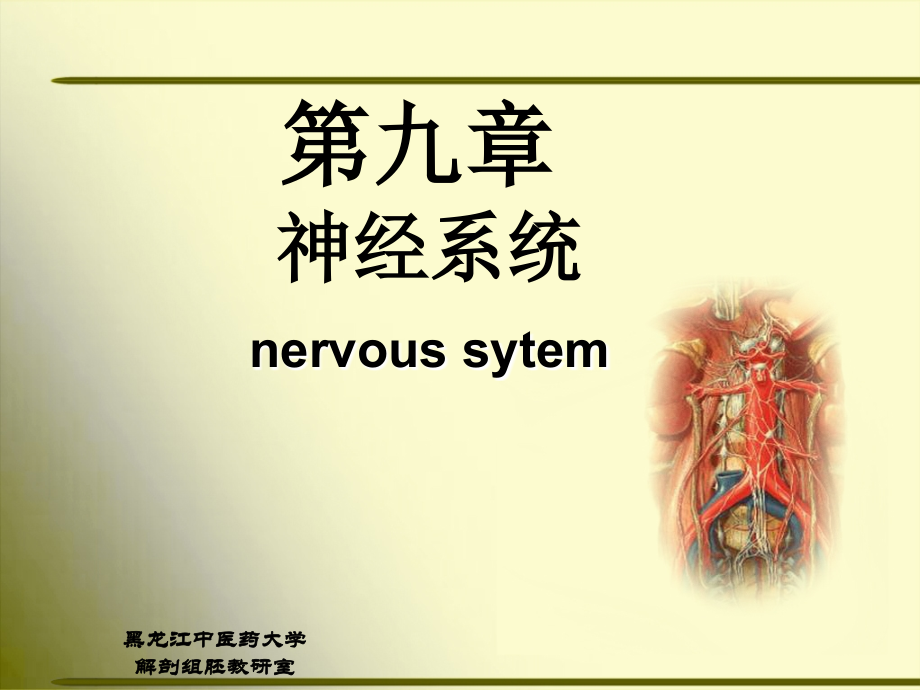 正常人体解剖学-神经系统_第1页