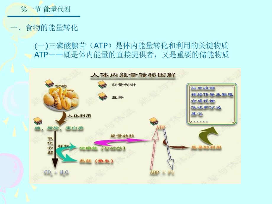 哈尔滨医科大学-生理学课件-能量代谢与体温_第4页