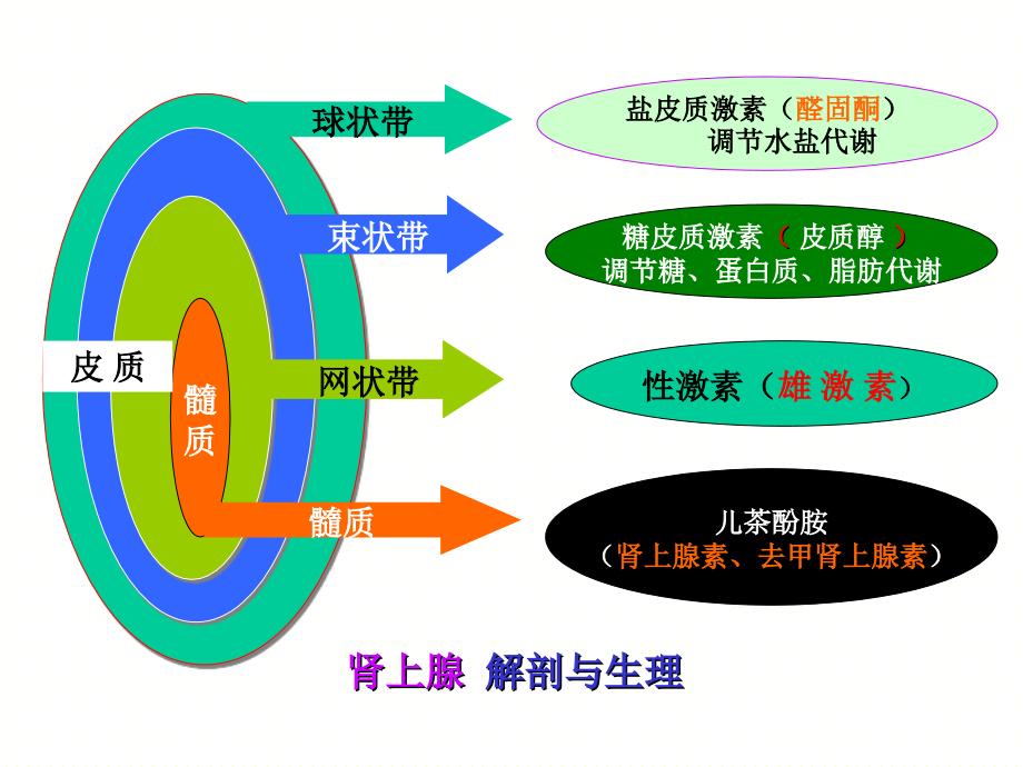 肾上腺疾病的外科治疗5.2_第3页