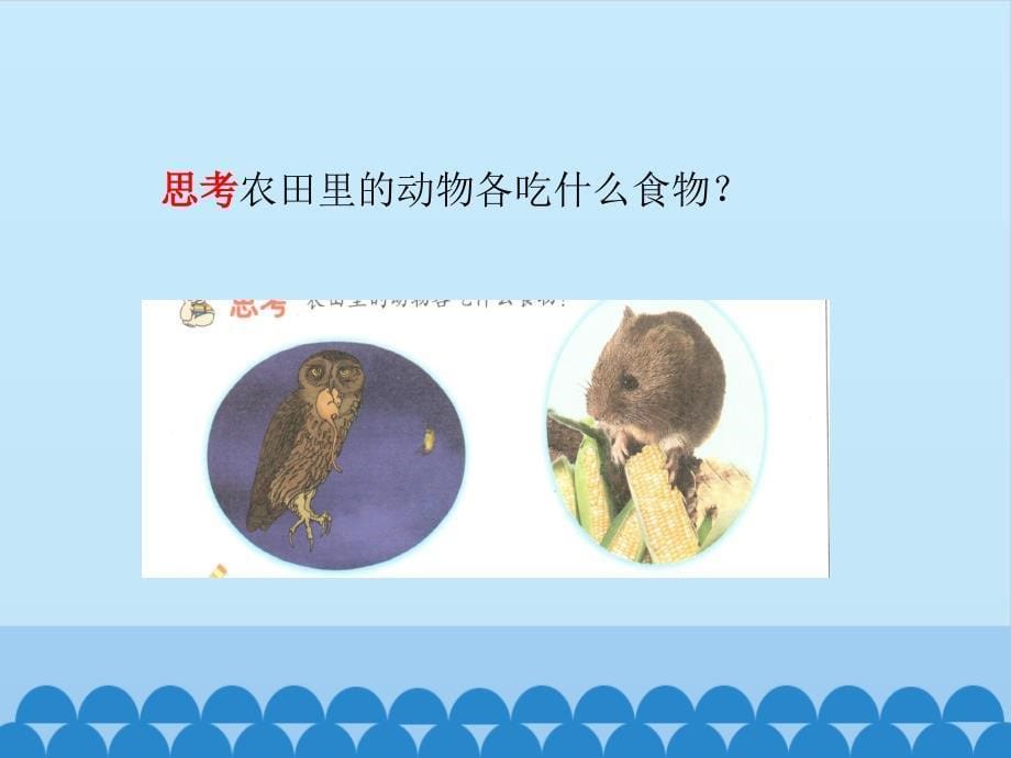 六年级上册科学课件-6 猫头鹰与农田-首师大版 (共14张PPT)_第5页