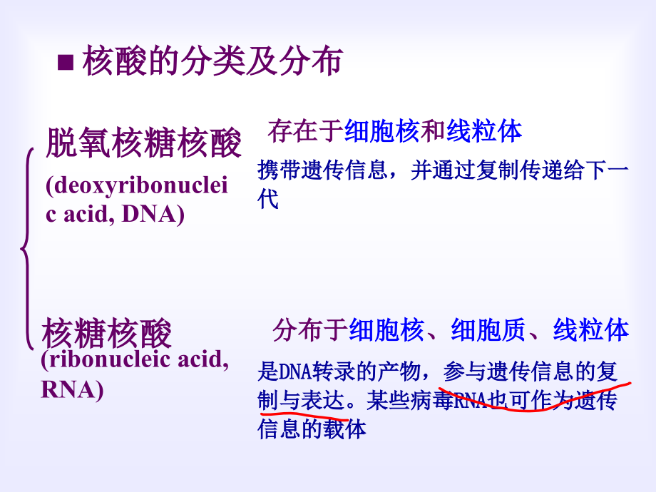 第02章核酸的结构与功能4_第3页