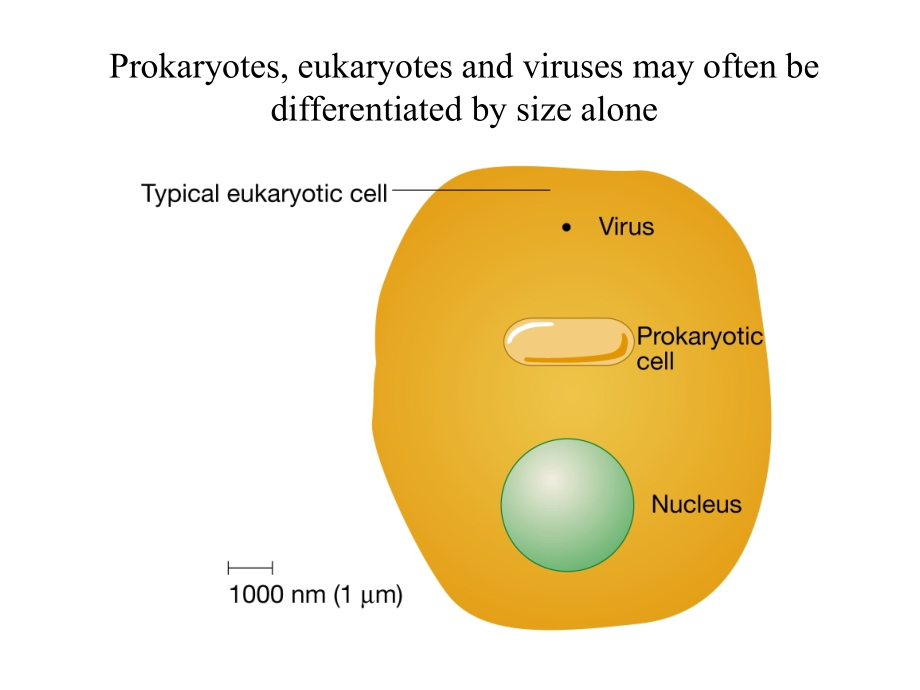 环境工程微生物学第二章_第1页