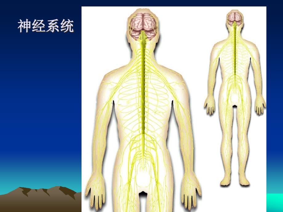 第十二章_神经系统的感觉机能与感觉器官_第2页