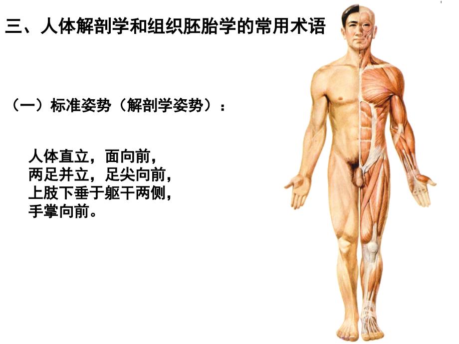 临床医学第一章骨学_第4页