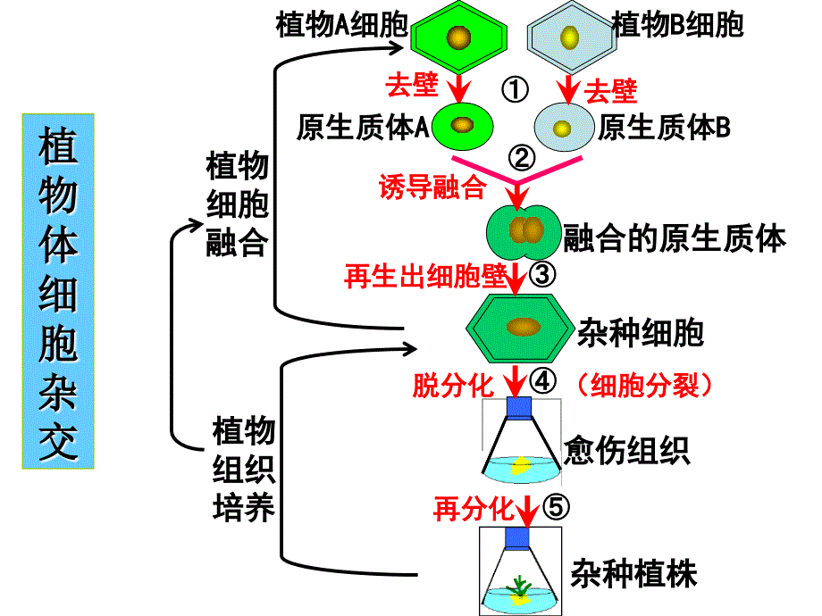 专题2 细胞工程：212植物细胞工程的实际应用_第3页