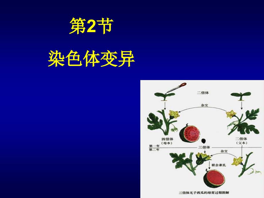 染色体变异（正式版）_第1页