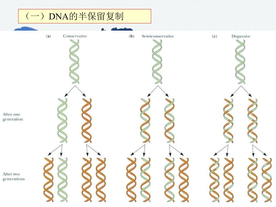 王镜岩生物化学经典课件15dna复制和重组考研必备学生物化学必备_第3页