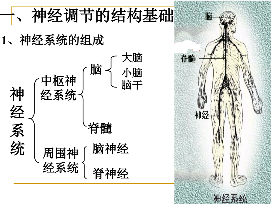 生物高中必修3第二章第一节通过神经系统的调节课件(meme)_第4页